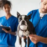 Comprehensive Pet Care & Health Essentials for Your Furry Friends